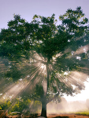 sun rays in the forest