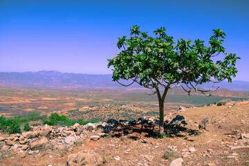 tree in the desert