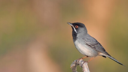 Rüppell`s Warbler perched on a branch.