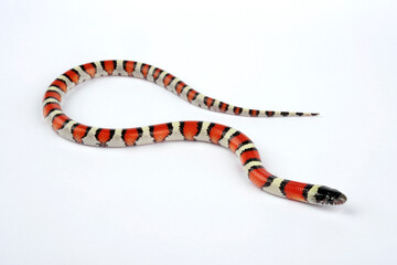 Central Plains Milksnake, Western Milk Snake // Westliche Milchnatter (Lampropeltis gentilis / Lampropeltis triangulum gentilis)