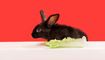 Black rabbit sits at the table and eat cabbage. Red and white background. Hare is the symbol of 2023 according to the Chinese calendar. New Year holiday postcard. Vegetarian food. Fresh vegetables