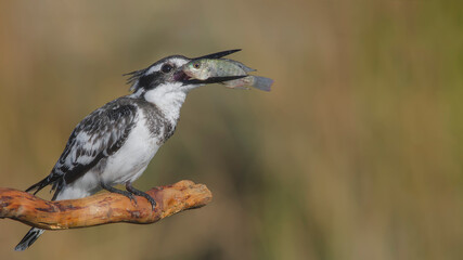 Pied Kingfisher hunting.