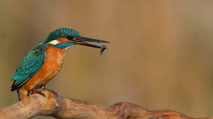 Kingfisher is on the branch.