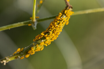 Aphids sit on plants and eat them.