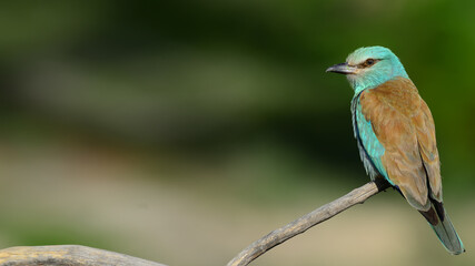 European Roller perched on branch.
