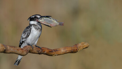 Pied Kingfisher hunting.