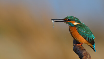 Kingfisher is on the branch.