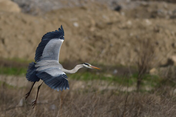The Gray Heron is flying.