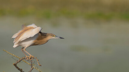 Squacco Heron on the branch.
