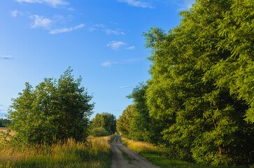 Wiejska droga wśród drzew