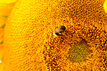 Black and yellow striped bee, honey bee, pollinating sunflowers close up low level view of single sunflower head with yellow petals. bumblebee.