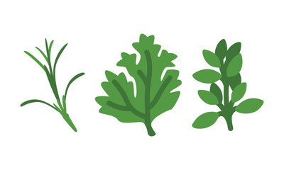 Green Rosemary, Parsley and Thyme as Wok Asian Food Ingredient Vector Set