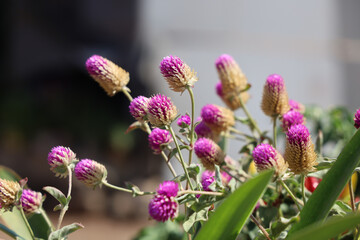 close up of a flower