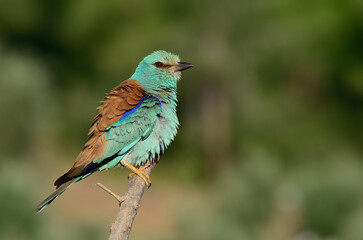 European Roller perched on branch.