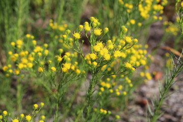 Galatella linosyris. Goldilocks aster  yellow flowers, close up.