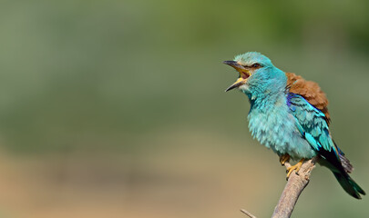 European Roller perched on branch.