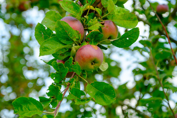 Ripe red apples in the garden on a tree. Apple harvest