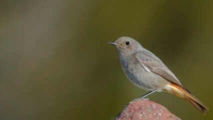 Black Redstart is on the stone.