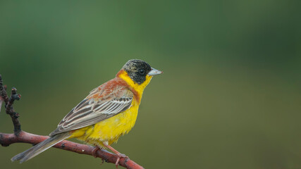 Black-headed Bunting perched on a branch.