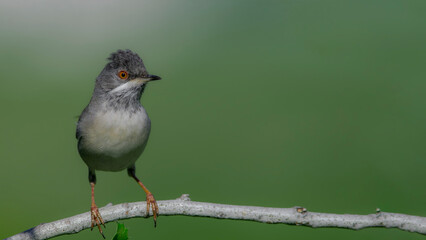 Rüppell`s Warbler perched on a branch.