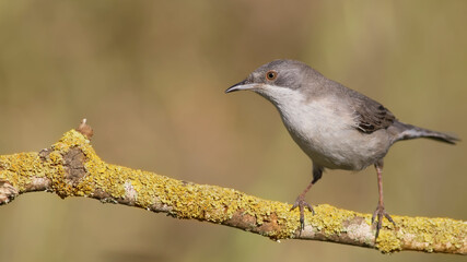 Rüppell`s Warbler perched on a branch.