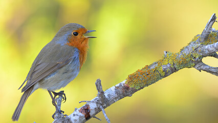European Robin is in the branch.