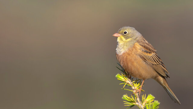 Ortolan Bunting is in the branch.