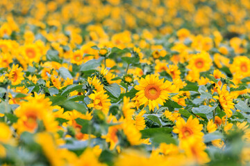 北海道北竜町、100万本を超えるひまわりが咲き誇るひまわりの里【8月】