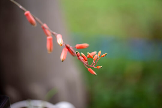 Close up photo of Aloe perryi flower and blurred background
