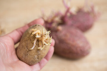 Sprouted potatoes on wooden board, closeup on the roots