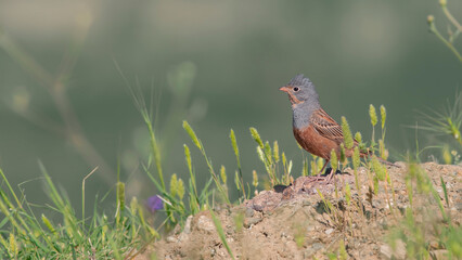 Cretzschmar`s Bunting is on the rocks.