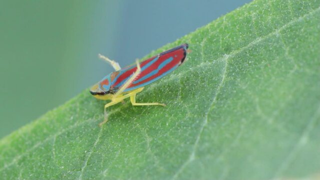 Red-banded leafhopper, also known as the Candy-striped leafhopper resting on a leaf and cleaning its wings and abdomen using its rear legs.