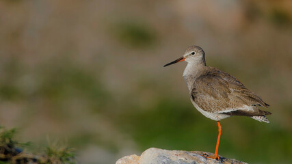Common Redshank is in stone.