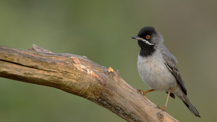 Rüppell`s Warbler perched on a branch.