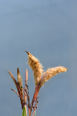 Common oleander