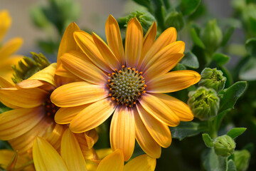 African daisy