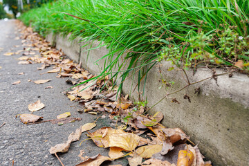Asphalt in autumn with lying yellow leaves on the edge of the street close-up