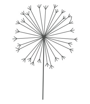 Dandelion flower in black linear style. Nature floral hand drawn stylized decorative blooming silhouette of fluffy seeds flower. Pencil sketched monochrome design element