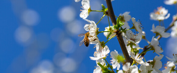 Bee on a flower of the white cherry blossoms. White flowers bloom in the trees. Spring landscape with blooming sakura tree. Beautiful blooming garden on a sunny day. Copy space for text. © Vera