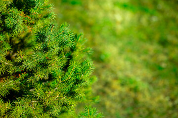 Fir branches close-up. Coniferous trees in the forest. Winter Christmas background. Christmas background, beautiful nature