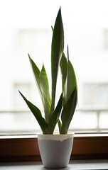Sansevieria plant in pot on window sill. Urban jungle indoors concept. Isolated sansevieria succulent no people indoor garden.