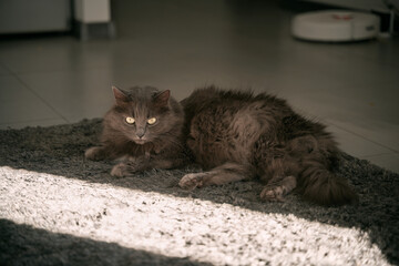 Cat sleeps on the floor. The domestic grey cat relaxes during the day indoors. Animal ready to take a nap with eyes open.