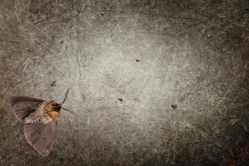 steampunk moth backdrop brown grunge 3