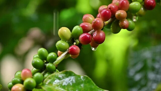 Rain drop on coffee cherry growth on branch of coffee tree in agriculture plantation field.