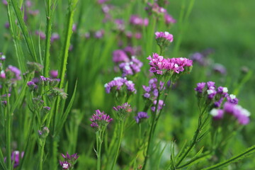 Obraz premium Limonium sinuatum, commonly known as statice, sea lavender.