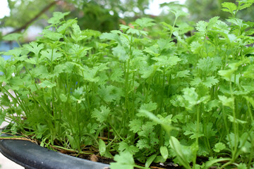 Beautiful young and green coriander plants with a natural blurred background. Growth organic vegetable garden in the rainy season in the countryside of Thailand.