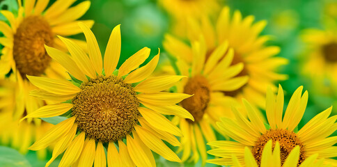 ヒマワリの花（Sunflower）