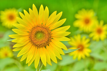 ヒマワリの花（Sunflower）