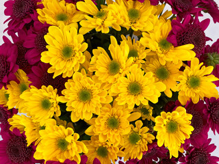 Bright yellow and dark mauve chrysanthemum flowers bunch top view closeup. Colorful natural background. © Dimitrios