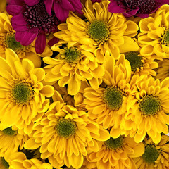 Bright yellow and dark mauve chrysanthemum flowers bunch top view closeup. Colorful natural background.